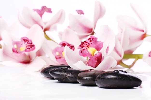 Spa stones and beautiful orchid Free Photo