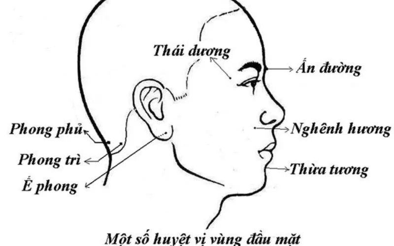 các loại huyệt đạo quan trọngv
